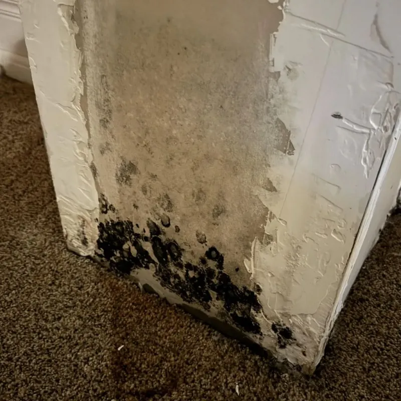 Professional Mold Removal in East Saint Louis, IL